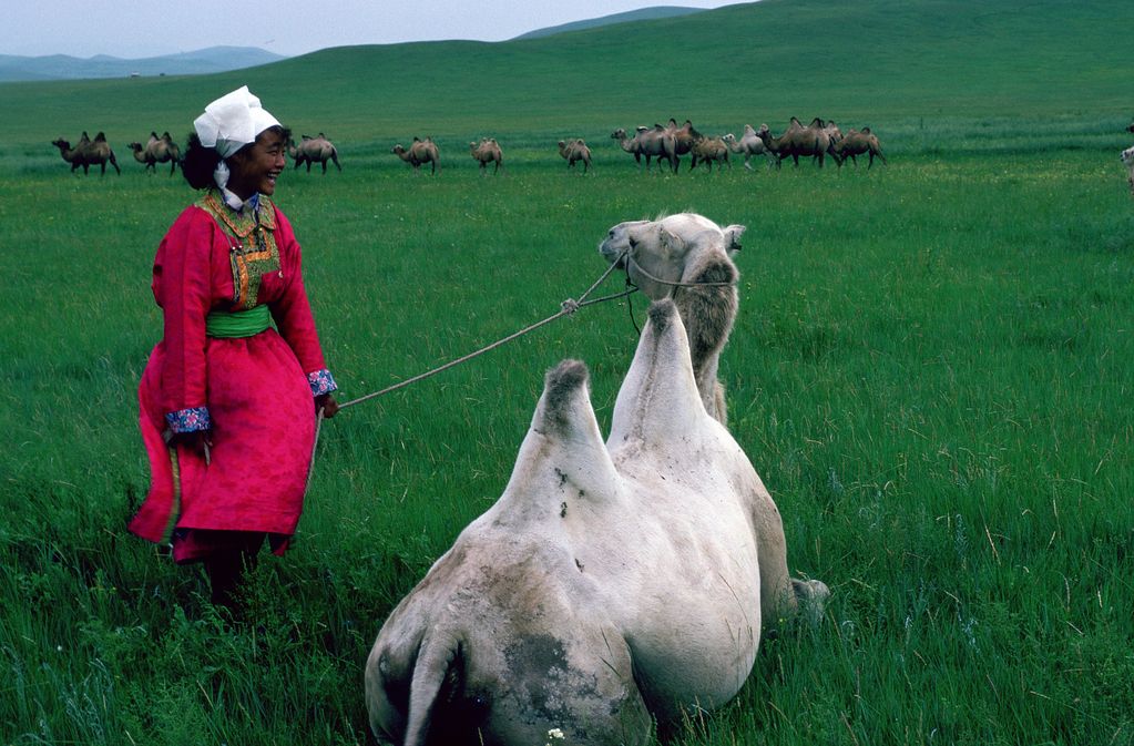 This film excerpt shows a Mongolian woman laughing in a traditional red dress, holding a camel on a leash, who in turn is looking at her. In the background is a herd of camels within a hilly landscape of lush green grass.