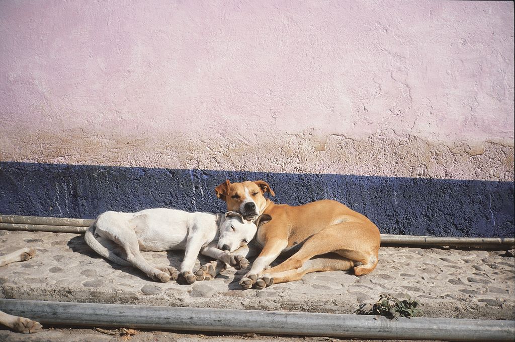 This still image shows two huddled, resting dogs on the sidewalk against a pink wall.