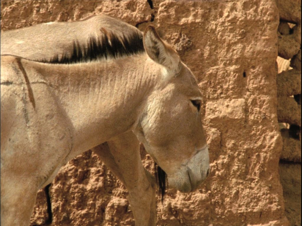 In this film still two donkeys can be seen in profile in the foreground, behind it is a mud wall.