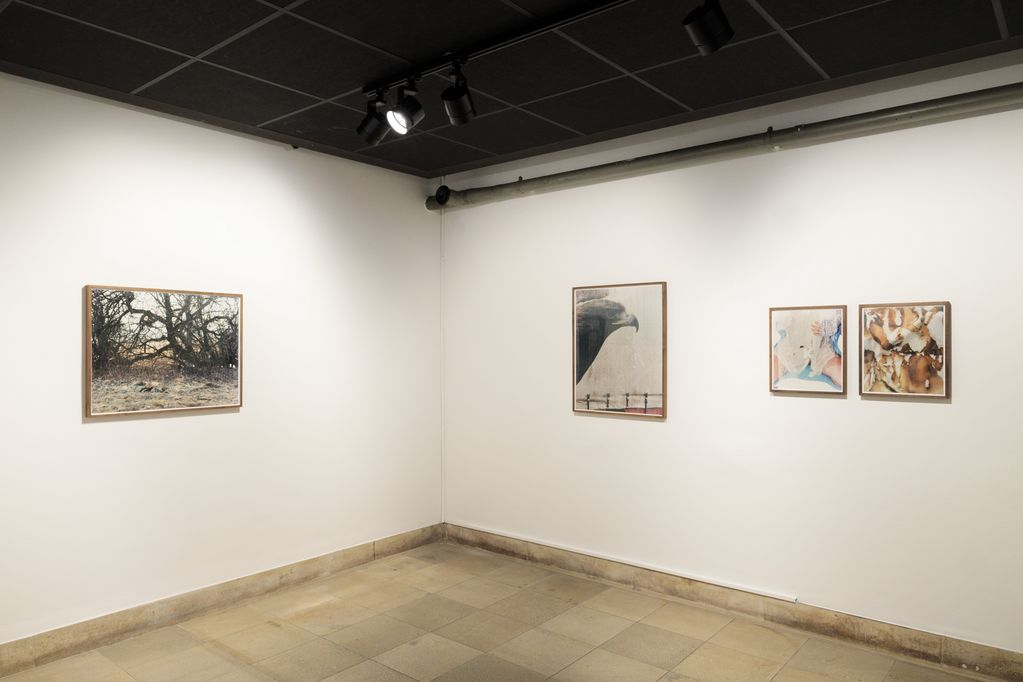 Ansicht der Ausstellung mit 4 gerahmten Farbfotografien, u.a. ist der Kopf eines Adlers abgebildet. Cyrill Lachauer, Sammlung Goetz, München