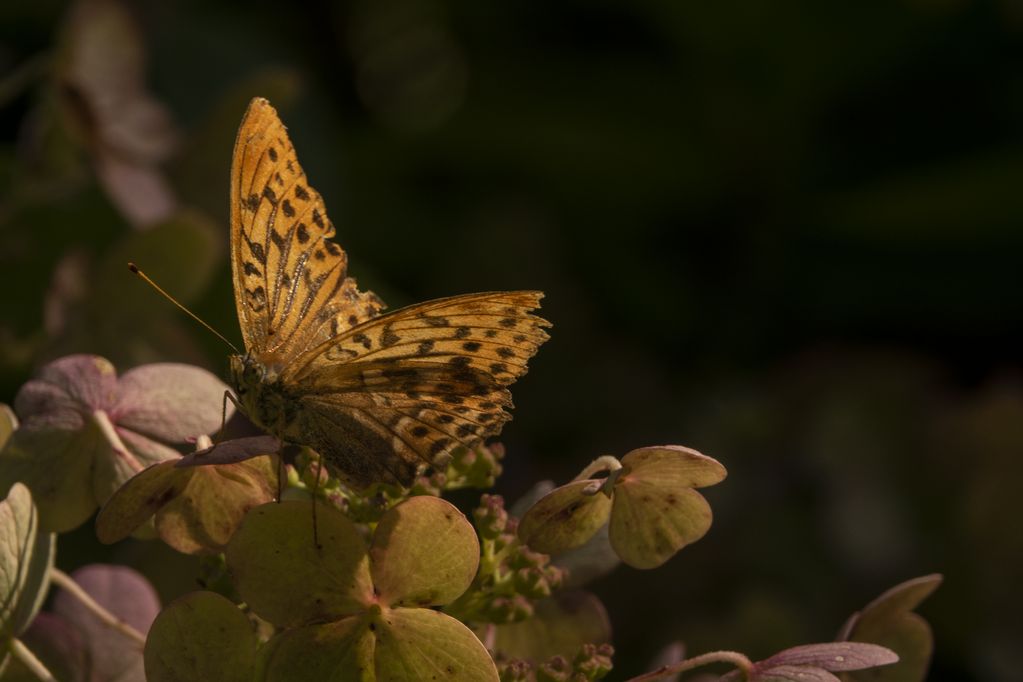 Farbfotografie eines Schmetterlings auf einer Hortensie, Christoph Brech, Sammlung Goetz München